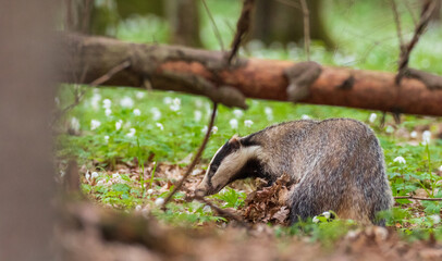 Naklejka premium Badger(Meles meles) next to stump