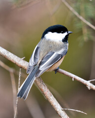 Obraz premium Chickadee Stock Photos. Close-up profile view on a tree branch with a blur background in its habitat, displaying grey feather plumage wings and tail, black cap head. Image. Picture. Portrait.