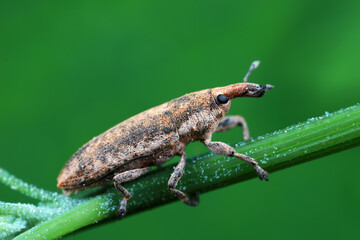 Weevil on green leaves, North China Plain