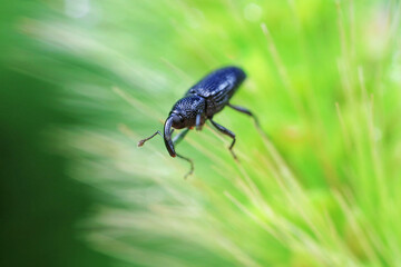 Weevil on green leaves, North China Plain