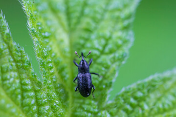 Weevil on green leaves, North China Plain