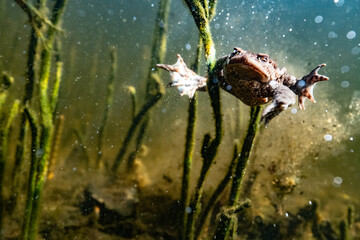 Toad underwater