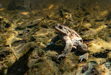 Toad underwater