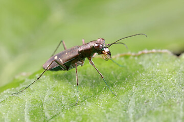 Spotted tiger beetles inhabit wild plants in North China