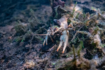 Crayfish