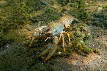 Crayfish