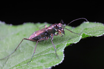 Spotted tiger beetles inhabit wild plants in North China