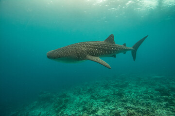Whale shark