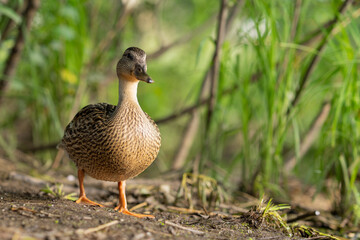 duck