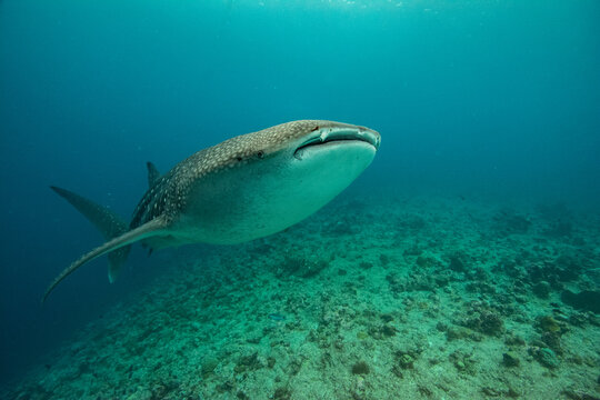Whale shark