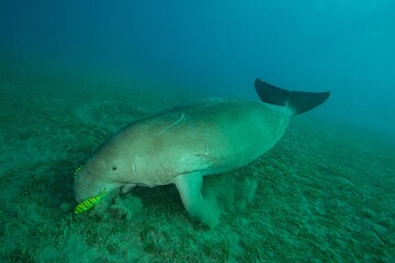 Dugong - sea cow