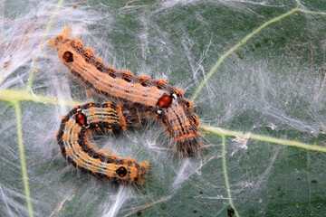 The larvae of moths are covered with bristles and look terrible