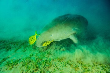 Fototapeta na wymiar dugong sea cow underwater