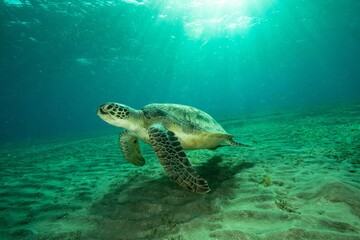 Fototapeta na wymiar Green turtle underwater