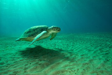Obraz premium Green turtle underwater