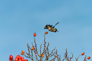 one tiny Anna's hummingbird flew over the top of a small red berry on the tip of the branch under...