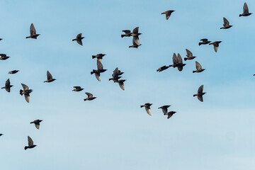a flock of starling birds flew over the hazy blue sky