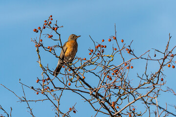 One American Robin resting on the red berries filled leafless branches under hazy blue sky