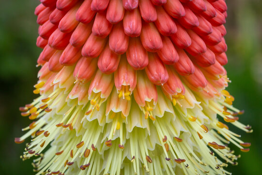red hot poker plant side view