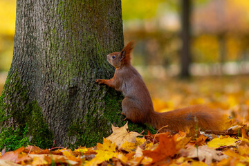 squirrel in the park