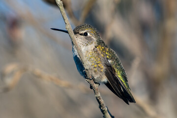 Small Rufus Hummingbird clings to branch perch in estuary vegetation while turning feathered head to left.