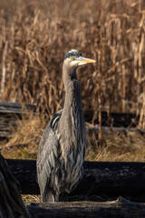 one great blue heron standing near a drift wood in the marshland with tall brown grasses in the background on a sunny day
