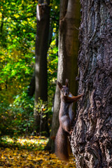 Fototapeta na wymiar squirrel in the park