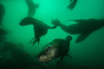 Fototapeta premium Sea lions underwater