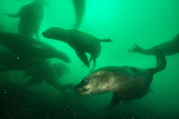 Sea lions underwater