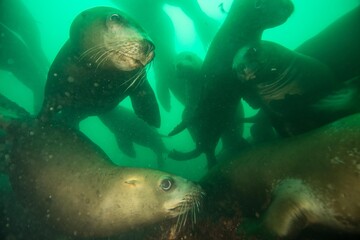 Sea lions underwater