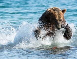 Fototapeta premium Brown bear predates on salmon, Kamchatka, Russia