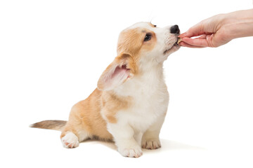 Woman's hand feeds a Corgi puppy