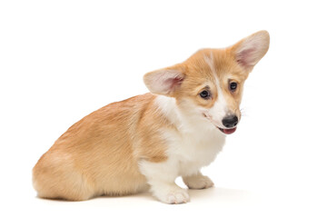 Small, funny Corgi puppy