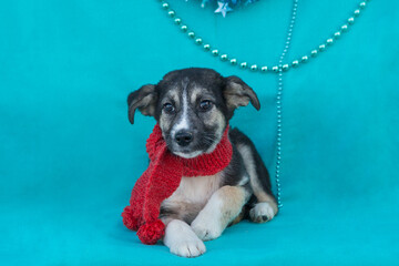 Small shelter puppy in a red scarf