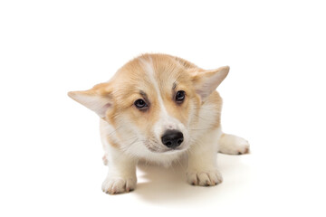Funny Pembroke Corgi puppy looks lying down