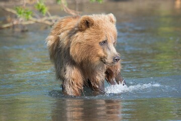 Brown bear predates on salmon, Kamchatka, Russia