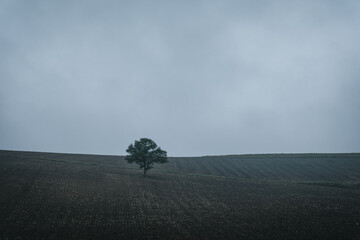 A lonely tree in the middle of an agricultural field, with little grass because of winter time. The...