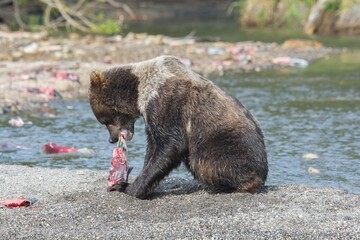 Brown bear predates on salmon, Kamchatka, Russia