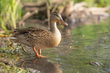 duck on the water