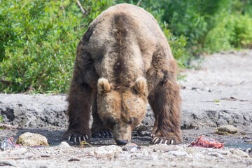 Brown bear predates on salmon, Kamchatka, Russia