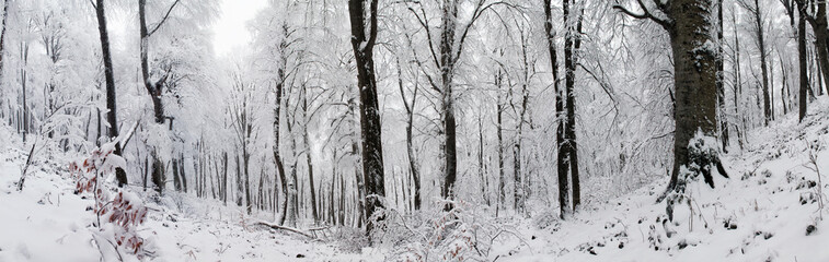 The deep forest of Sabaduri in the snowy winter