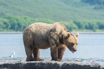 Brown bear predates on salmon, Kamchatka, Russia