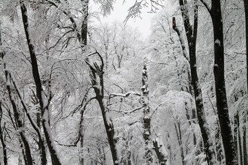The deep forest of Sabaduri in the snowy winter