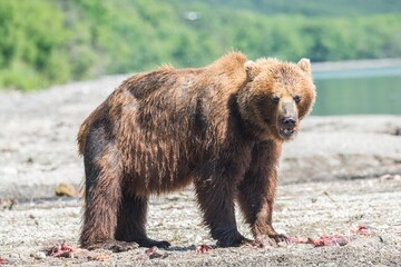Fototapeta na wymiar Brown bear predates on salmon, Kamchatka, Russia