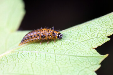 Leaf beetles inhabit wild plants in North China