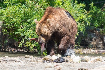 Naklejka na ściany i meble Brown bear predates on salmon, Kamchatka, Russia