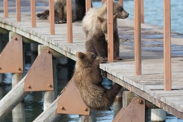 Bear cubs © Stanislav