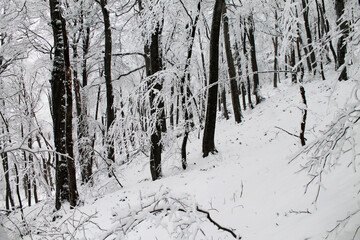 The deep forest of Sabaduri in the snowy winter