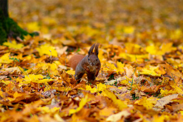 squirrel in the park