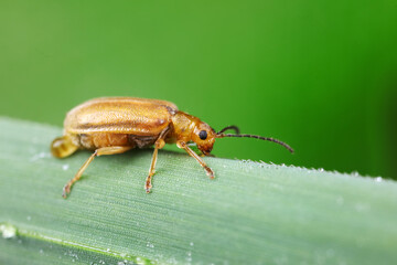 Leaf beetles inhabit wild plants in North China